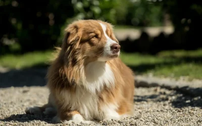 Dog Tax in Germany: What Expats Need to Know